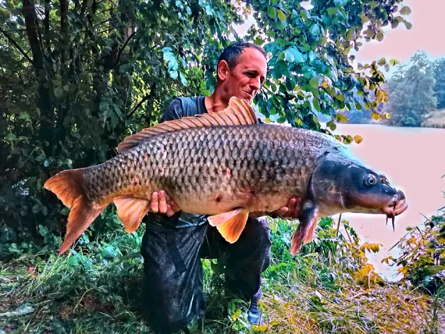 Karpfen