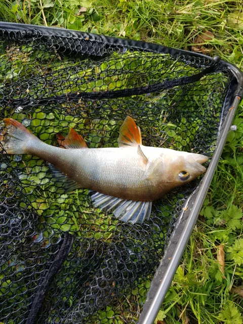Flussbarsch