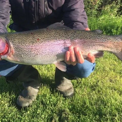Regenbogenforelle