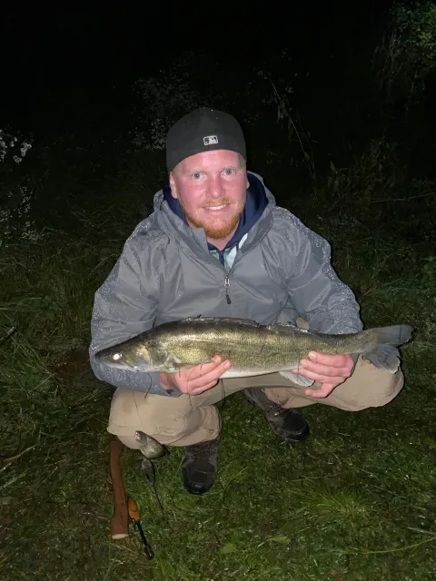 Zander