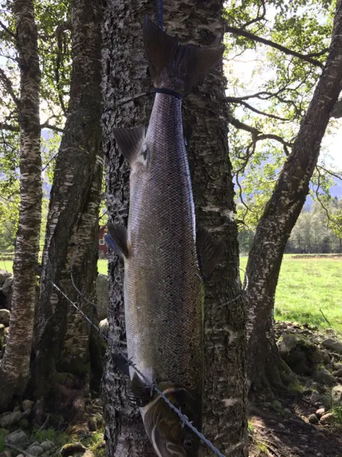 Lachs