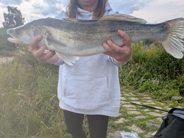 Zander