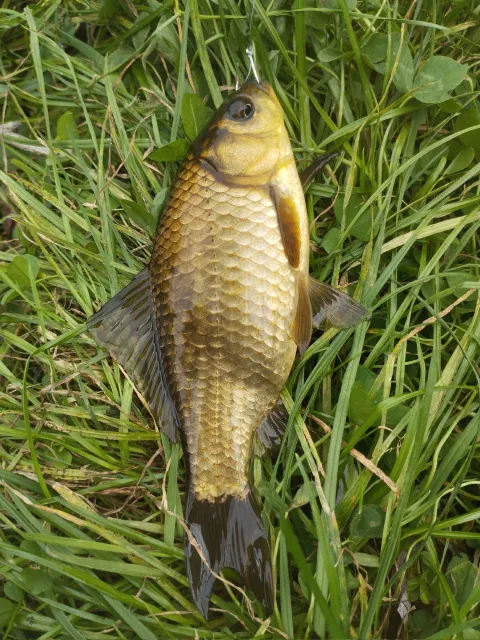 Karausche