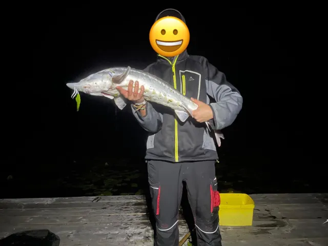 Stör