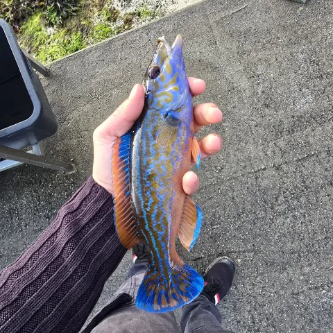 Lippfisch