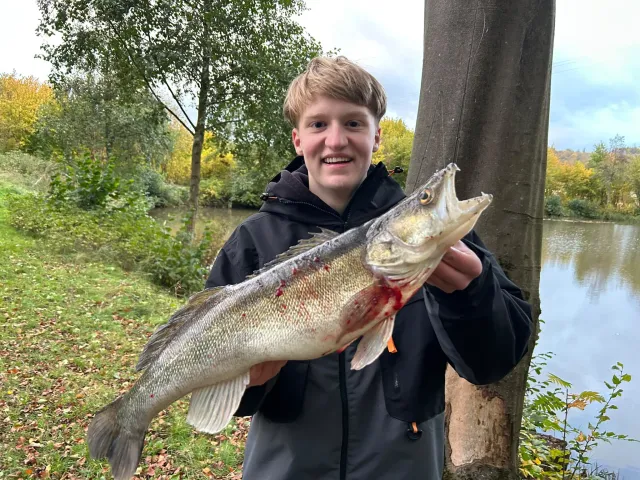 Zander