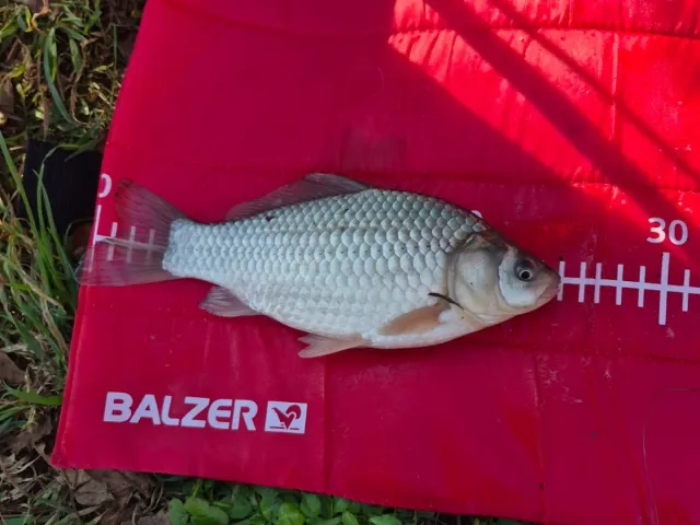 Giebel
