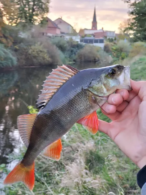 Flussbarsch