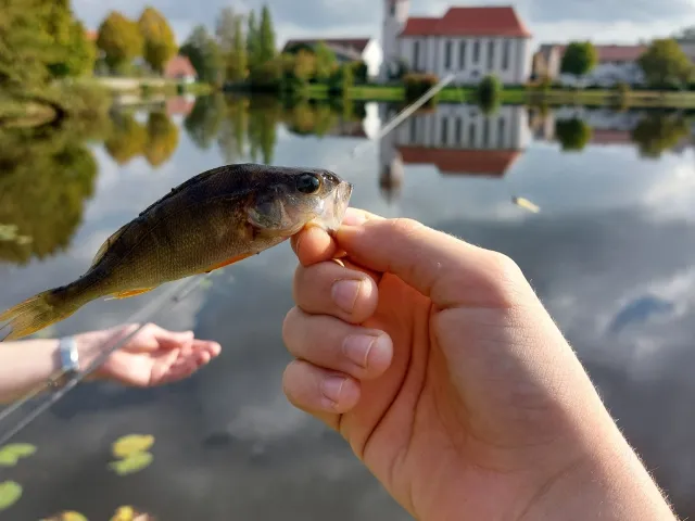 Flussbarsch