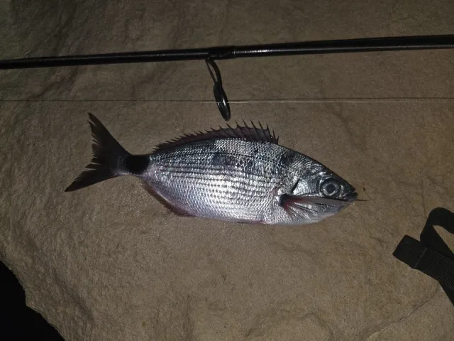 Dorade