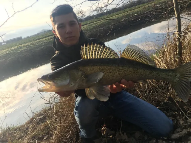 Zander