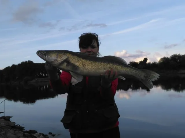 Zander