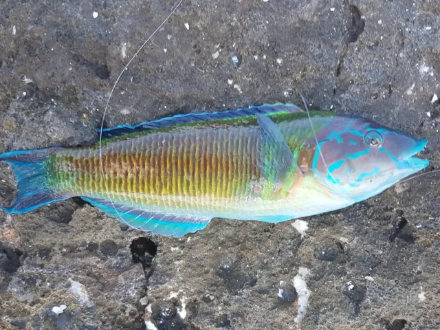 Lippfisch