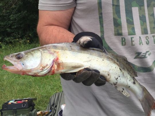 Zander