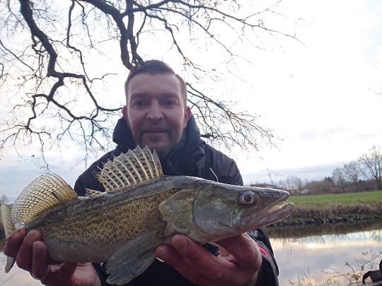 Zander