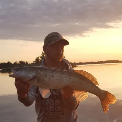 Zander