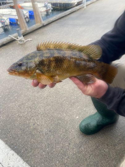 Lippfisch