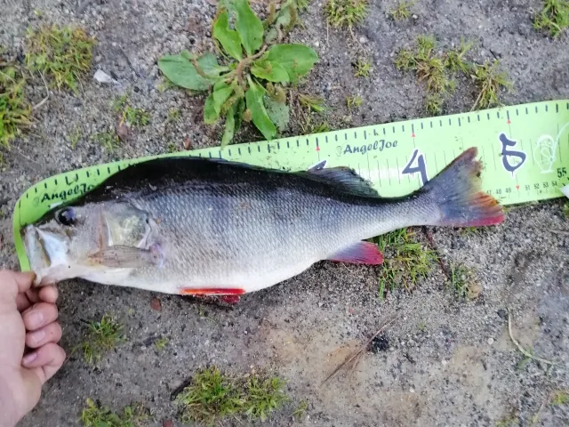 Flussbarsch