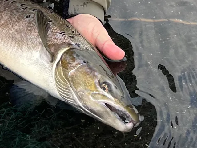 Lachs