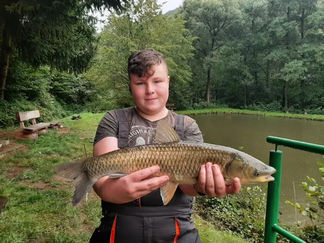 Graskarpfen