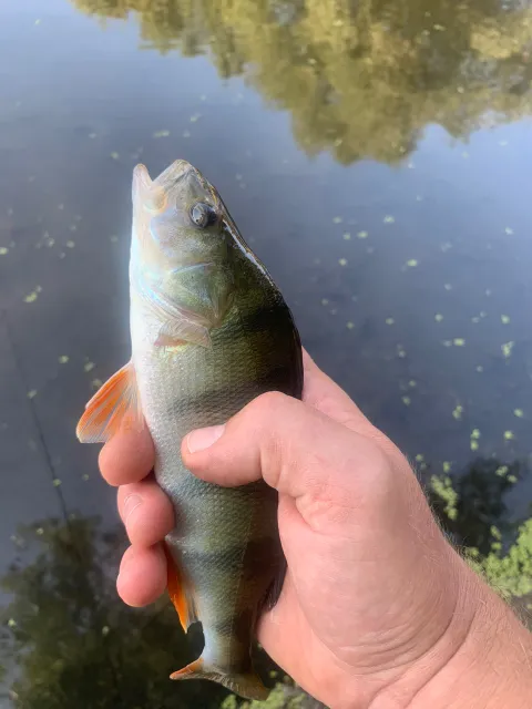 Flussbarsch
