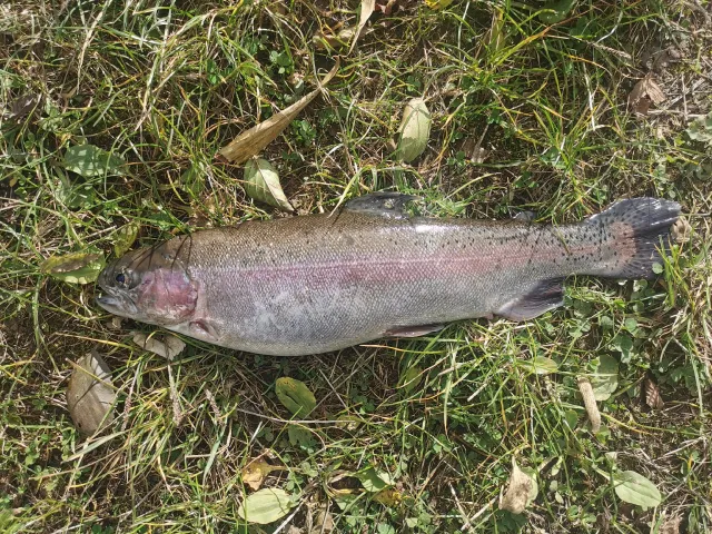 Regenbogenforelle