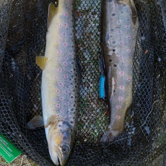 Bachforelle