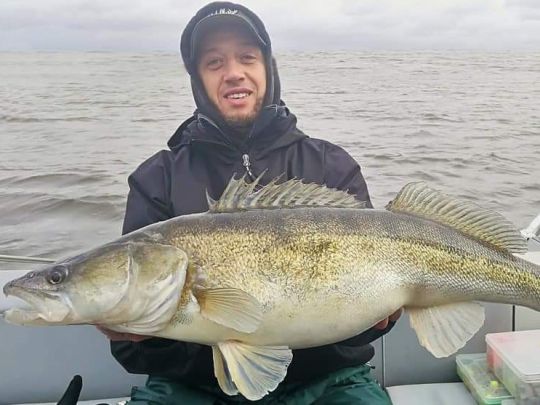 Zander