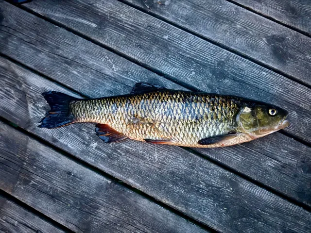 Döbel