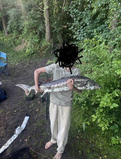 Stör