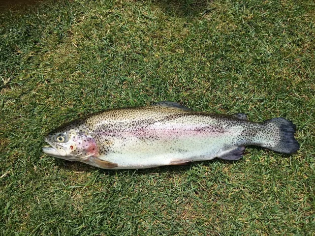 Regenbogenforelle