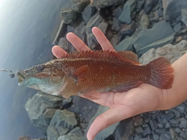 Lippfisch