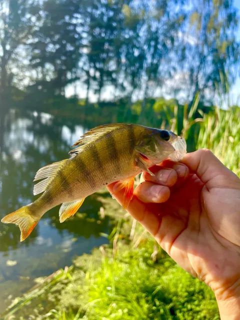 Flussbarsch