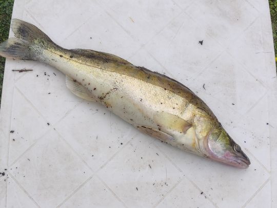 Zander