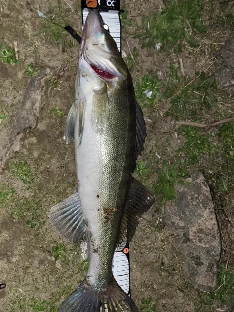 Zander