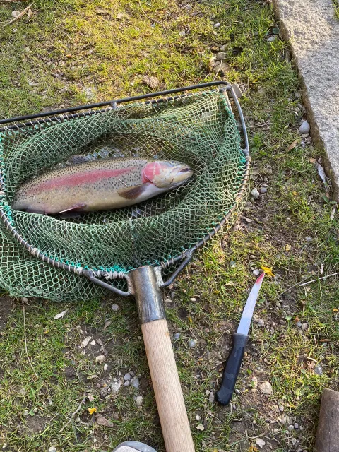Regenbogenforelle