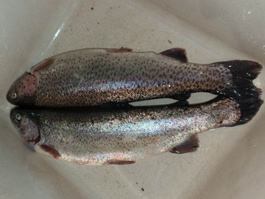 Regenbogenforelle