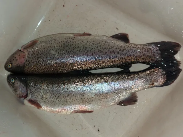 Regenbogenforelle
