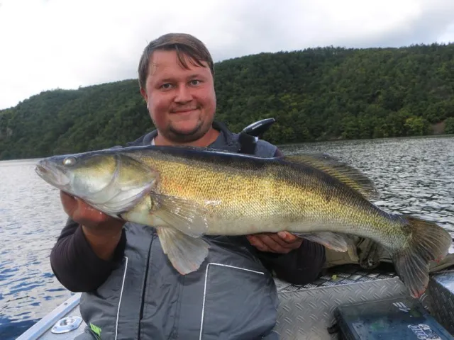 Zander