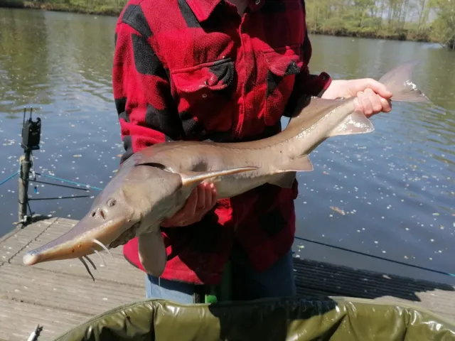 Stör