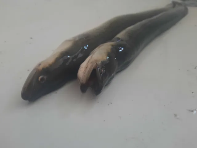 Aal