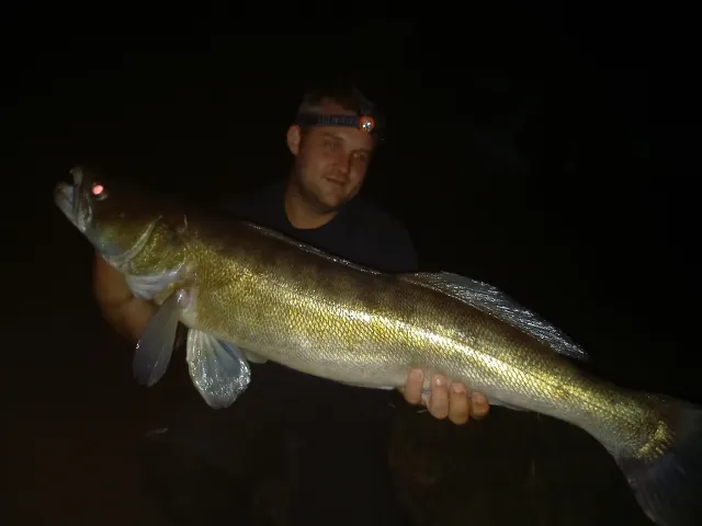 Zander