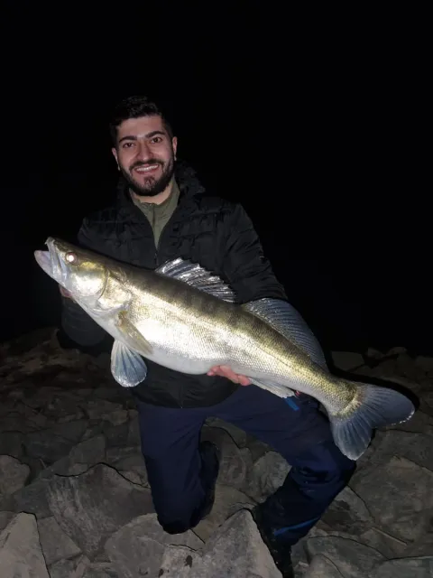 Zander