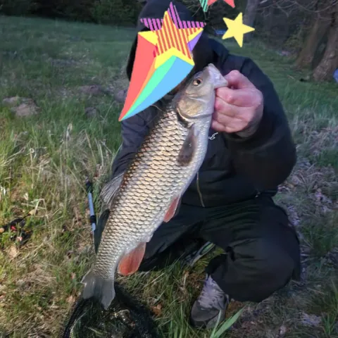 Döbel