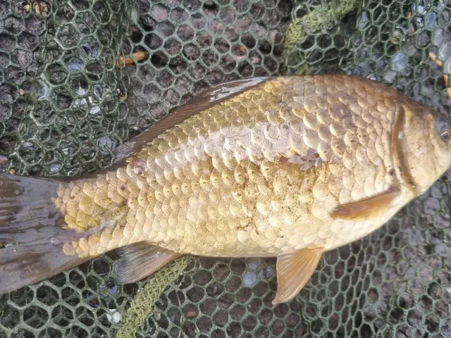 Karausche