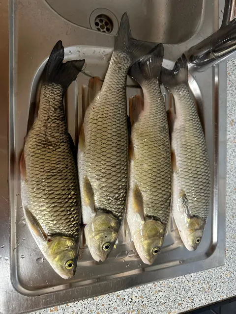 Döbel