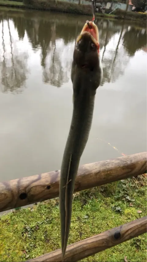 Aal