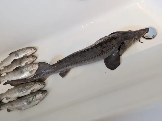 Stör