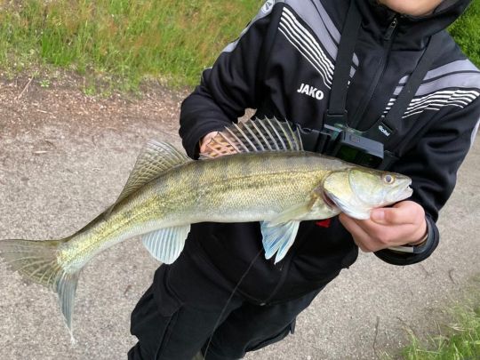 Zander