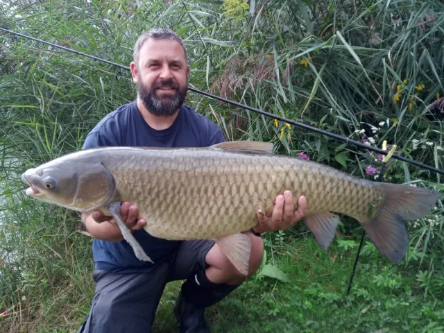 Graskarpfen
